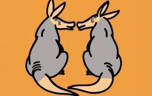 ツチブタ - シマハイエナ 