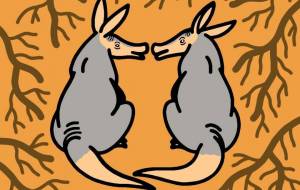 ツチブタ - シマハイエナ