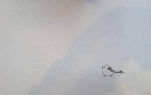 雪原のシマエナガ - 朝日奈 楓 