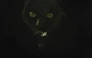 貴女に猫の贈り物、桜の枝(例えば貴女は音を聞く事がなくても、猫は貴女の心音を聴いているよ) - 真鍋哲地