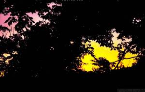 朝焼けやオレンジ - 小林由樹