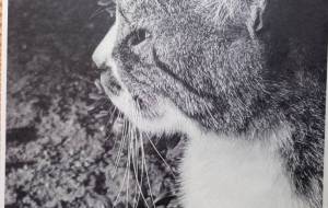 吾輩は・・・ - 朝日奈 楓