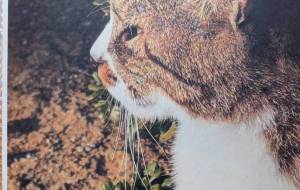 吾輩は・・・ カラー版 - 朝日奈 楓 