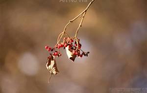 ガマズミ - おくや まさき