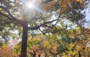 秋の風景1 - トイロ