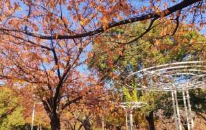 秋の風景2 - トイロ 