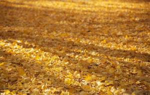 銀杏の波 - おくや まさき