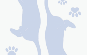 スペード　じゃれ猫トランプ（♠） - 【イベント】Challenged Artist Project【2025】 