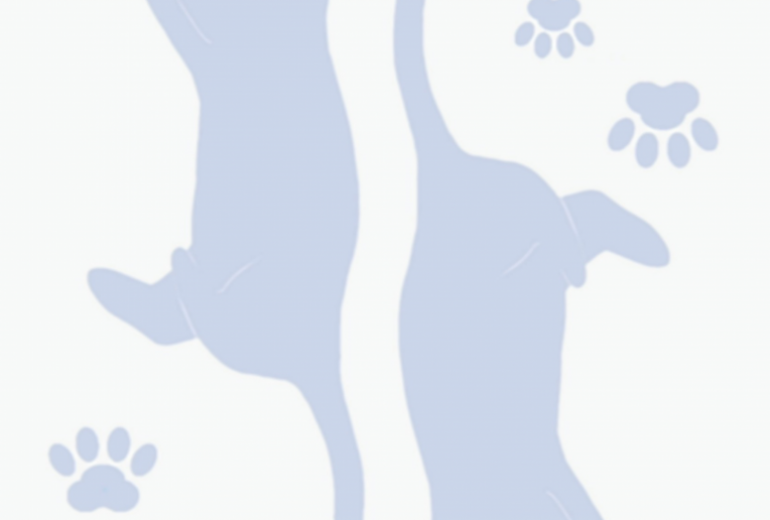 スペード　じゃれ猫トランプ（♠）