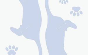 クラブ　じゃれ猫トランプ（♣） - 【イベント】Challenged Artist Project【2025】 