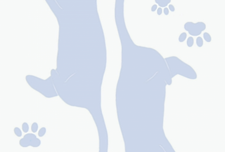 クラブ　じゃれ猫トランプ（♣）