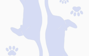 ハート　じゃれ猫トランプ（♥） - 【イベント】Challenged Artist Project【2025】 