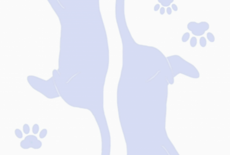 ハート　じゃれ猫トランプ（♥）