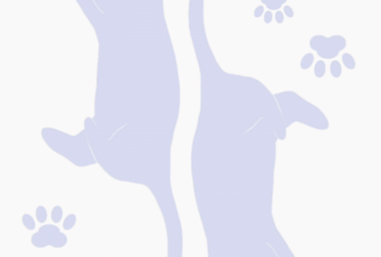 ダイヤ　じゃれ猫トランプ（♦）