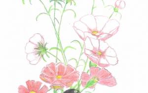 ハート　コスモス - 【イベント】Challenged Artist Project【2025】 