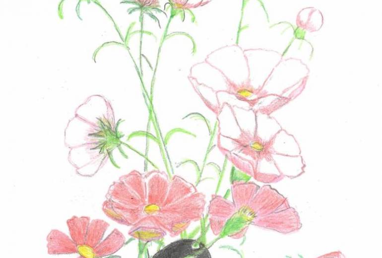 ハート　コスモス