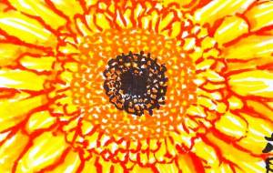 ガーベラ 2 - さとみ 