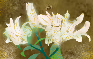 カサブランカ(白百合) - かずもがな 