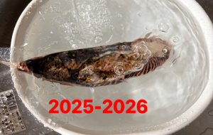 良いお年をお迎えください - 笹谷正博