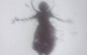 おっ母が、消える、僕は嫌われ者、ここは冷たい、唯一の理解者おっ母 - 真鍋哲地 