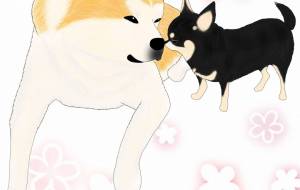 仲良し兄弟（秋田犬・赤毛、チワワ・黒毛） - 華凪 