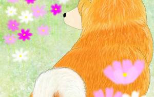 花と秋田犬「コスモス」(秋田犬・赤毛) - 華凪