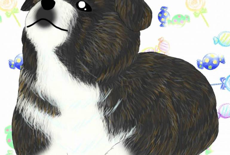 きゅるるん（秋田犬仔犬・虎毛）