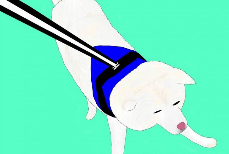 僕は歩かないのだ（秋田犬・白毛）