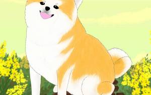 にこっ(秋田犬・赤毛) - 華凪