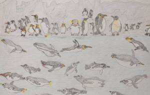 9種のペンギン - ユリアルメリア 