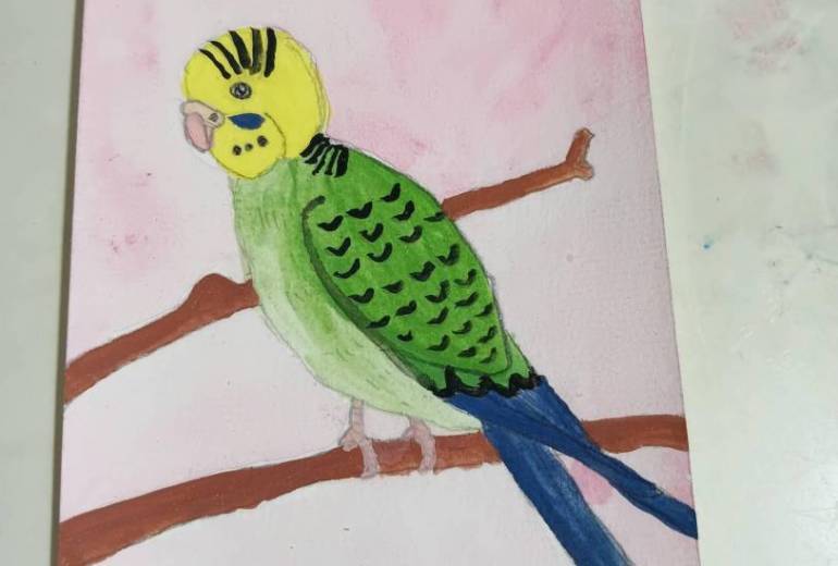 セキセイインコ