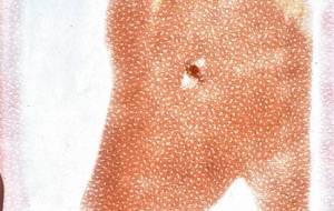 年賀状2026 - 月見屋ちえり 