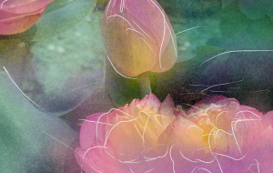 蓮 - かずもがな 