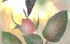 つぼみ - かずもがな 