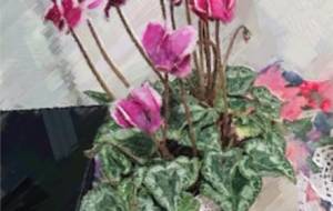 華やかな『シクラメェ〜ン』 - はるえ 