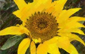 晩秋のひまわり - はるえ 