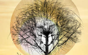 ライオンの木 - かずもがな 