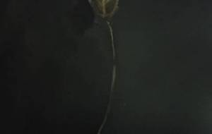 枯れ葉想い（写実的抽象作品） - 真鍋哲地 