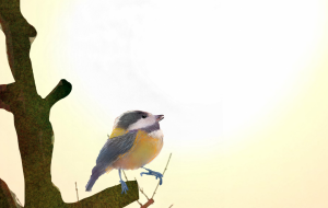 ヤマガラの　お手 - かずもがな 