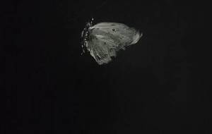 私は春の日、生まれた、春を駆け巡った、私は死した、私たちはただ自然を望む - 真鍋哲地 