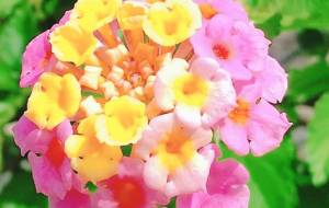 ランタナの花 - るり 