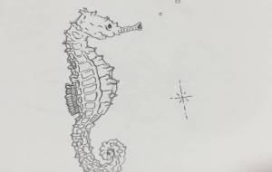 タツノオトシゴ - akur