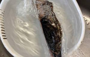 マイブーム続く冷凍カツオのたたき - 笹谷正博 