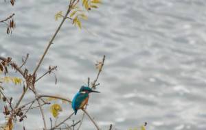 カワセミ - エミリ 