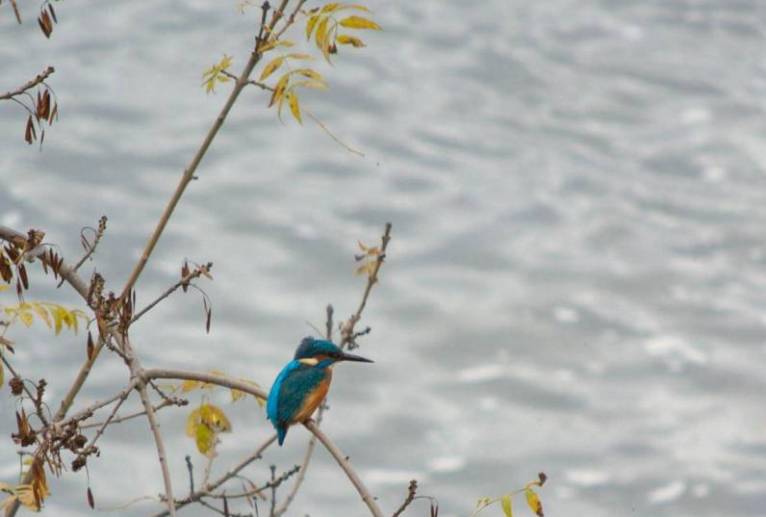 カワセミ - エミリ 