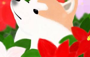 花と秋田犬「ポインセチア」（秋田犬・赤毛） - 華凪 