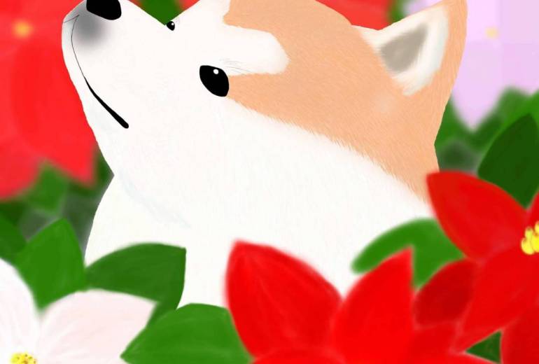 花と秋田犬「ポインセチア」（秋田犬・赤毛）
