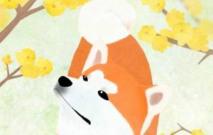 花と秋田犬「蝋梅」（秋田犬・赤毛） - 華凪 