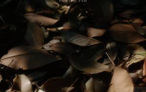 こもれび。 - 毛玉 