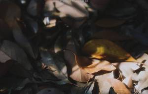 こもれび② - 毛玉 